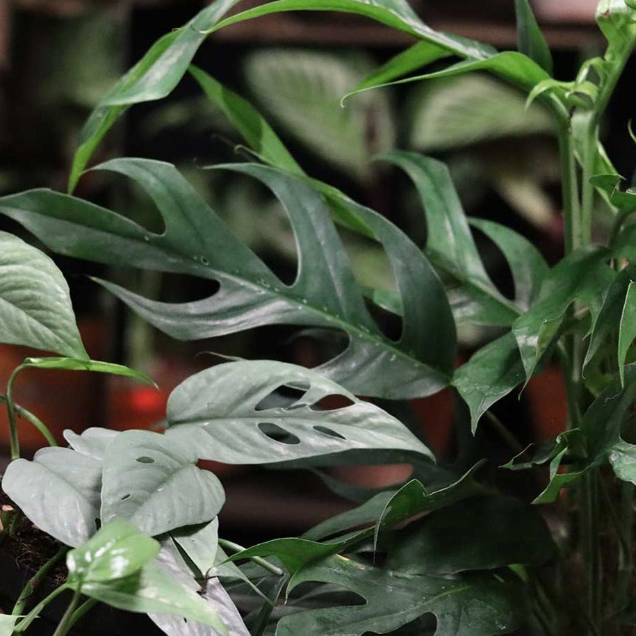 baltic blue pothos variegated Baltic Blue Pothos