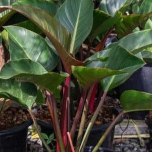 blushing philodendron indoor Blushing Philodendron or Red Leaf Philodendron