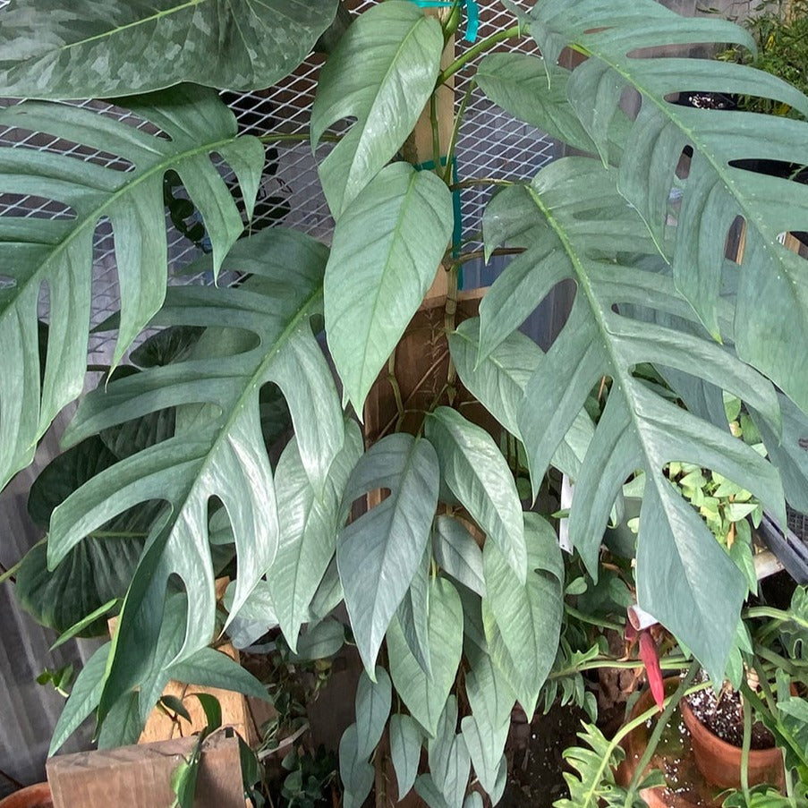 cebu blue pothos for sale Cebu Blue Pothos