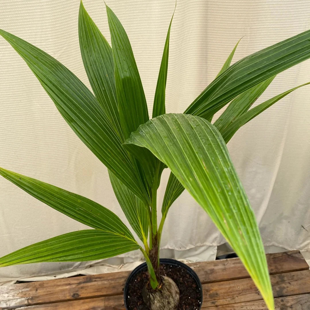 coconut palm in pot Coconut palm – Spilled Dirt Nursery