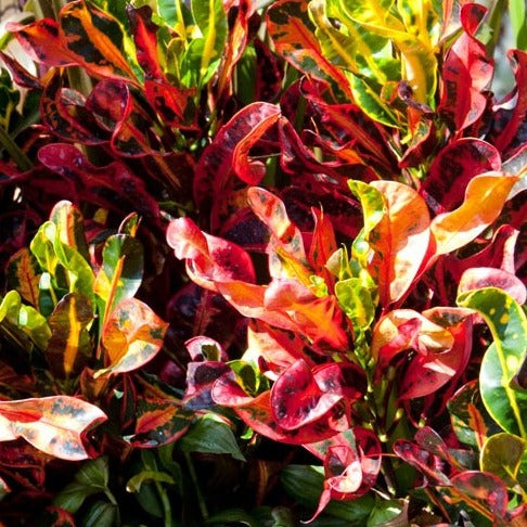 croton mammy outdoor Croton 'Mammy', Variegated Croton 'Mammy' – Spilled Dirt Nursery