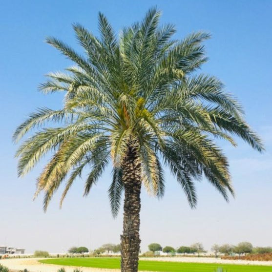 date palm plants for sale Medjool Date Palm