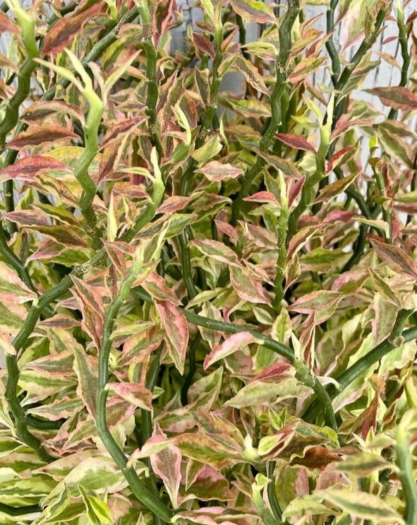 devil's backbone succulent Devil's Backbone, Devil's Root, Japanese Poinsettia or Zigzag plant – Spilled Dirt Nursery