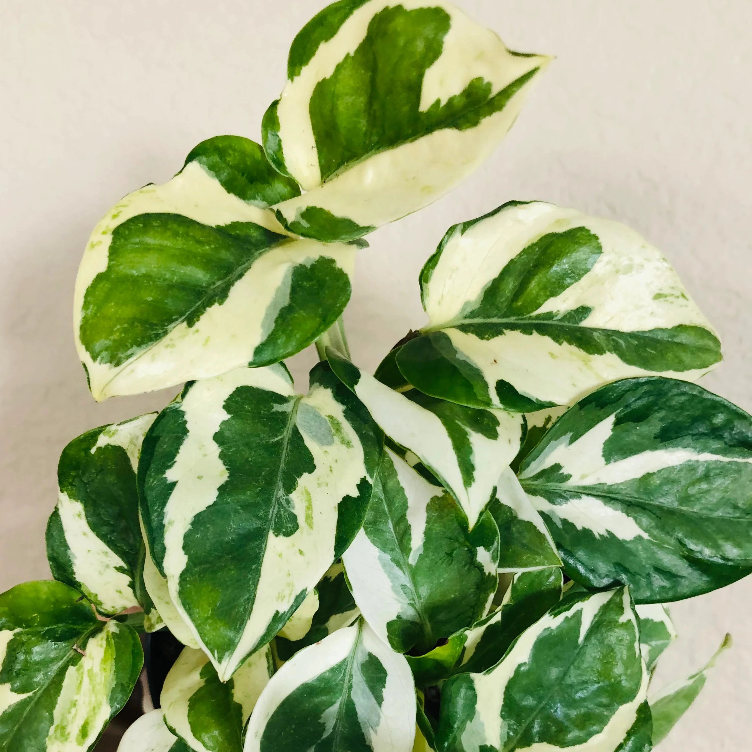 glacier vs n'joy pothos Pothos N'Joy – Spilled Dirt Nursery