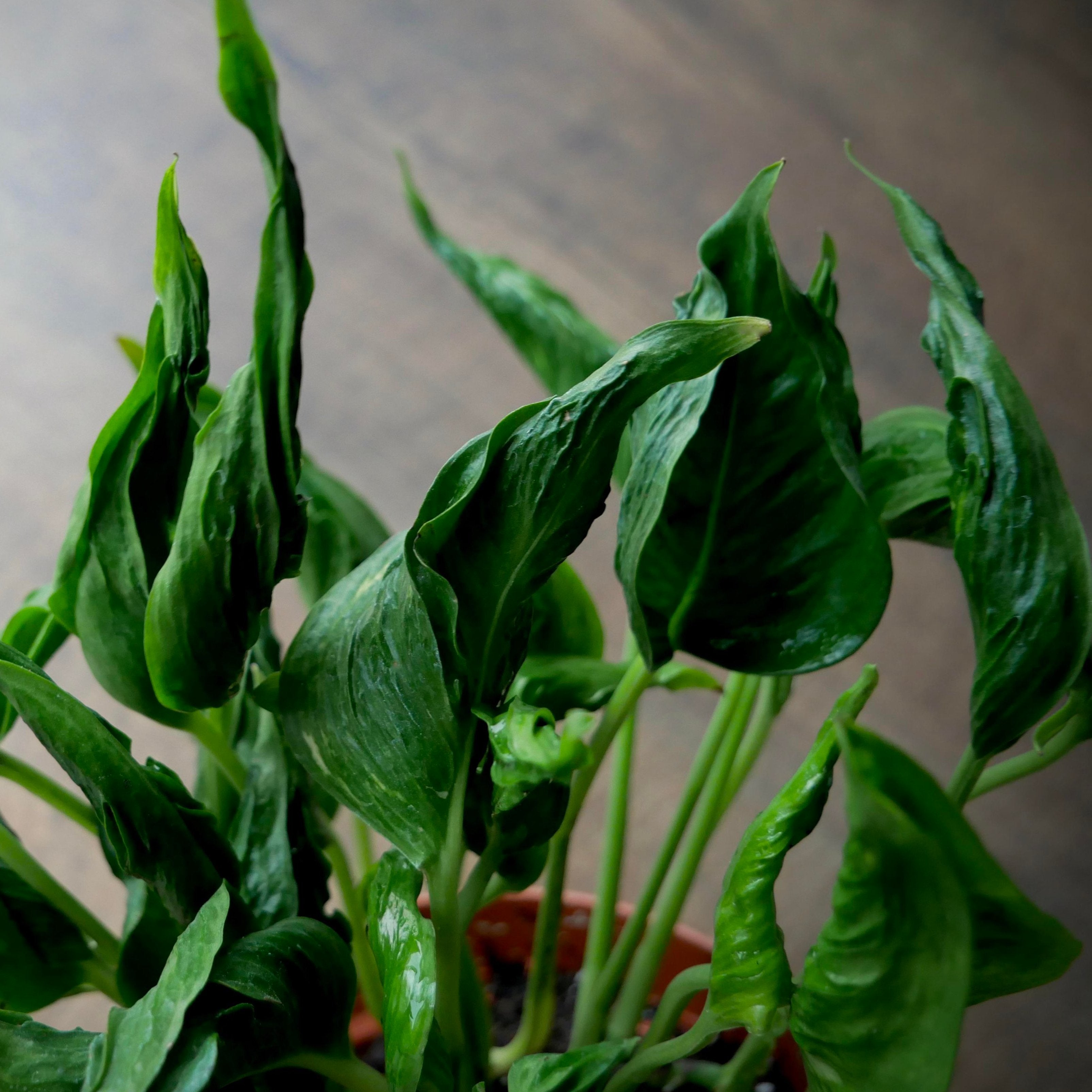 shangri-la pothos Pothos 'Shangri-La'