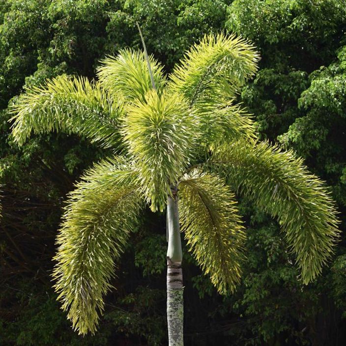 palm foxtail plant Foxtail Palm