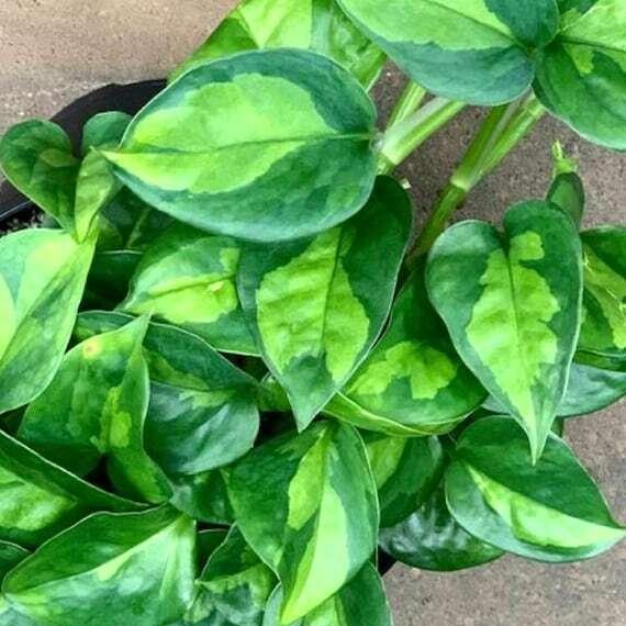 global.green pothos Global Green pothos