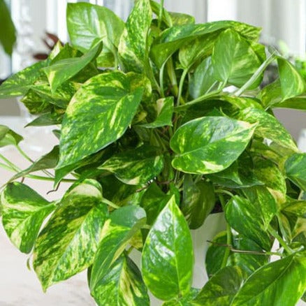 hawaiian pothos vs golden pothos Variegated Hawaiian Pothos – Spilled Dirt Nursery