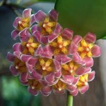 Hoya david cummungii