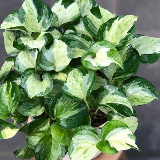 manjula pothos in water Manjula pothos
