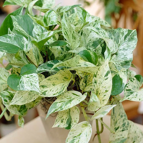 soil for marble queen pothos Marble Queen pothos