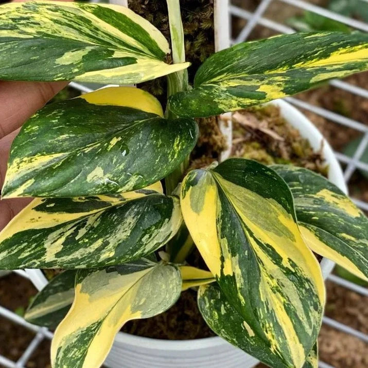monstera standleyana mature Monstera standleyana aurea 'yellow variegata'