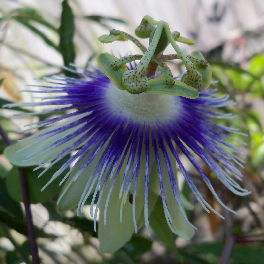 Passiflora cyanea