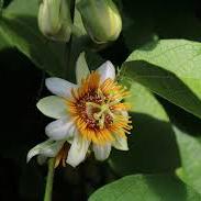 Passiflora holosericea