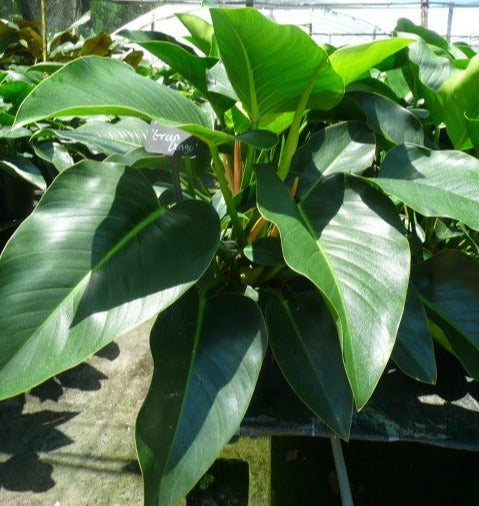 philodendron congo common name Philodendron 'Green Congo' – Spilled Dirt Nursery