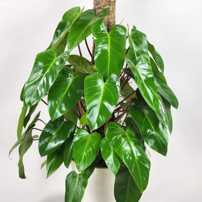 philodendron ruay sap Philodendron 'Red Emerald' – Spilled Dirt Nursery