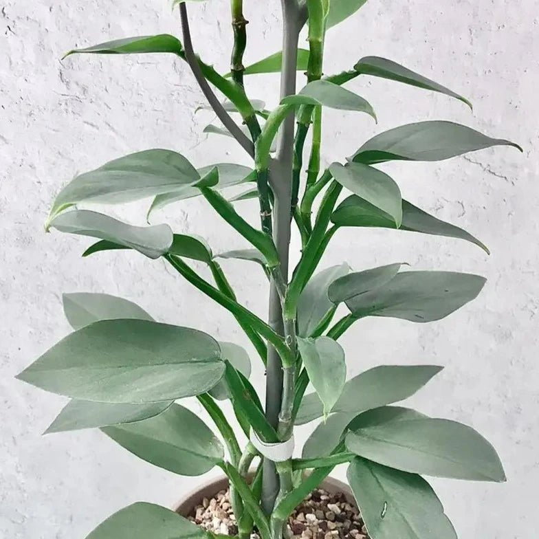 silver sword philodendron watering Philodendron 'Silver Sword' – Spilled Dirt Nursery