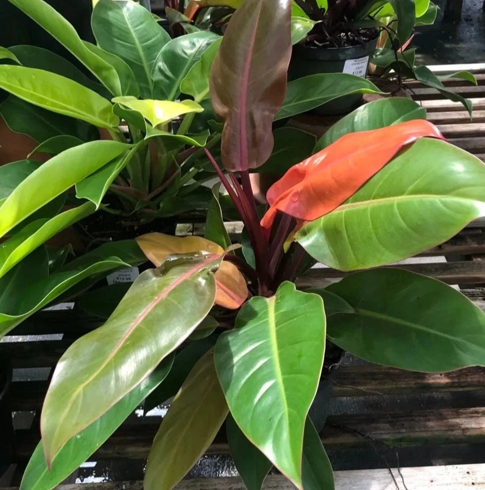 wild interiors philodendron Philodendron 'Imperial Red' – Spilled Dirt Nursery