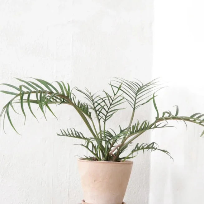 philodendron bipinnatifidum tortum Philodendron 'Tortum' or Fernleaf Philodendron – Spilled Dirt Nursery