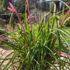 queen's tears plant indoor Queen's Tears or Friendship Plant – Spilled Dirt Nursery