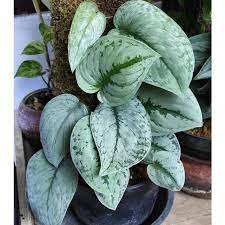silver cloud pothos Scindapsus 'Silver Cloud' variegated