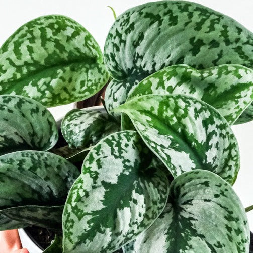 exotica satin pothos Satin pothos, Silver pothos, Silver Vine or 'Exotica' – Spilled Dirt Nursery