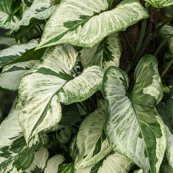 dracaena spathiphyllum ophiopogon trichomanes syngonium Syngonium podophyllum 'Three Kings'