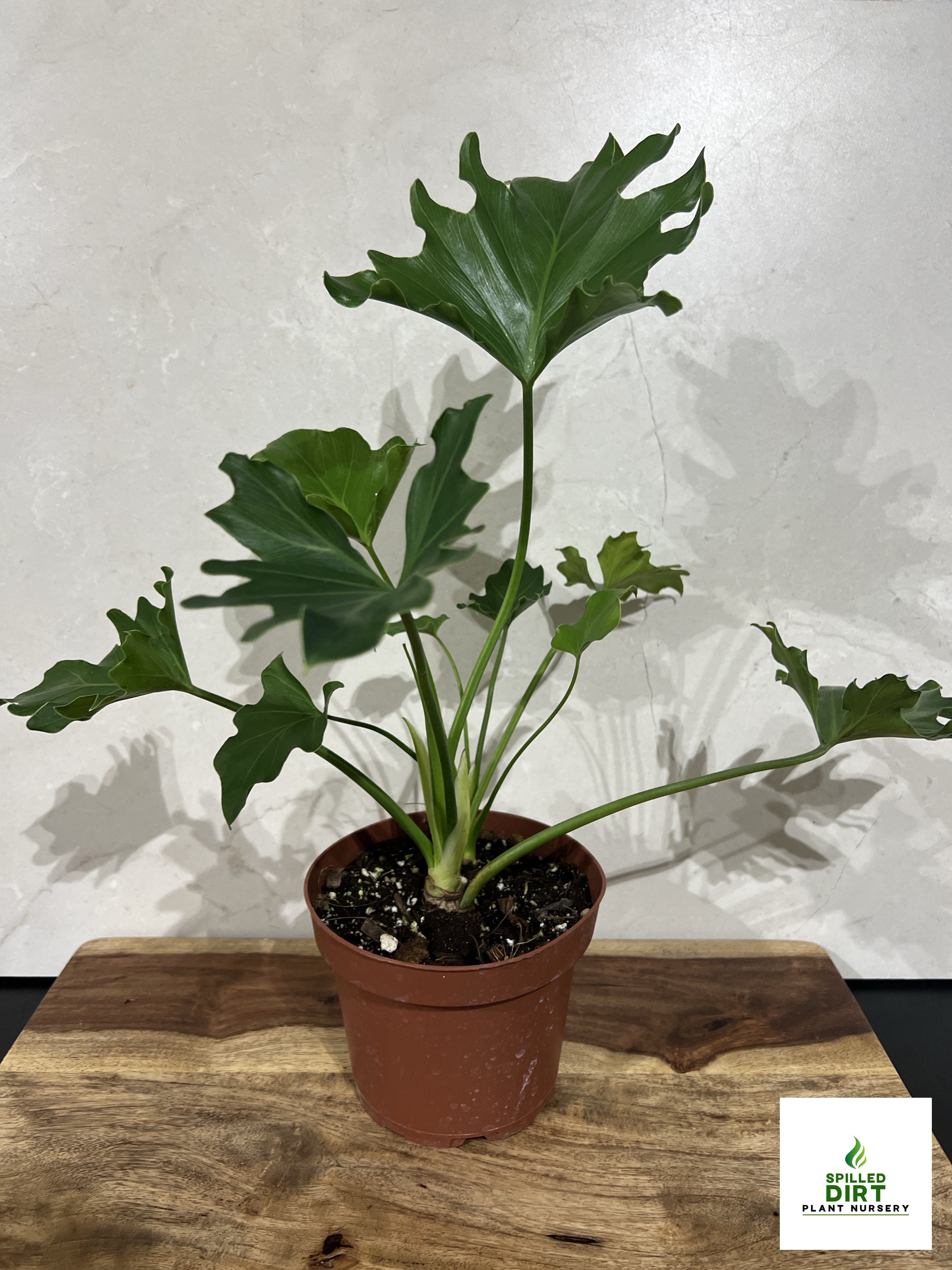 livetrends split leaf philodendron Tree philodendron, Split Leaf philodendron – Spilled Dirt Nursery