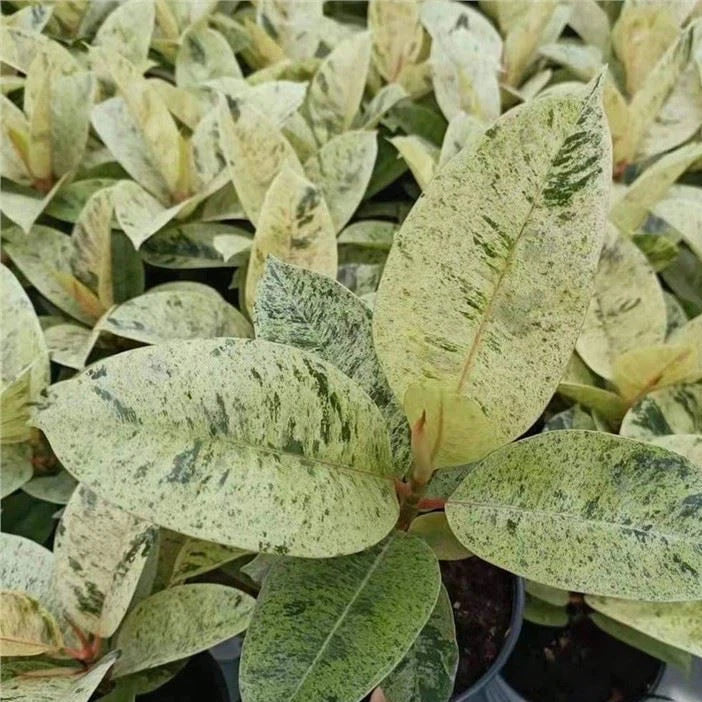 shivereana rubber tree Shivereana 'Moonshine' Rubber Tree
