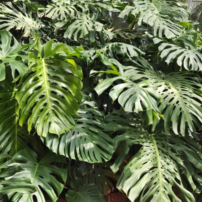 monstera deliciosa montreal Monstera deliciosa, Split Leaf Philodendron or Big Swiss Cheese plant – Spilled Dirt Nursery