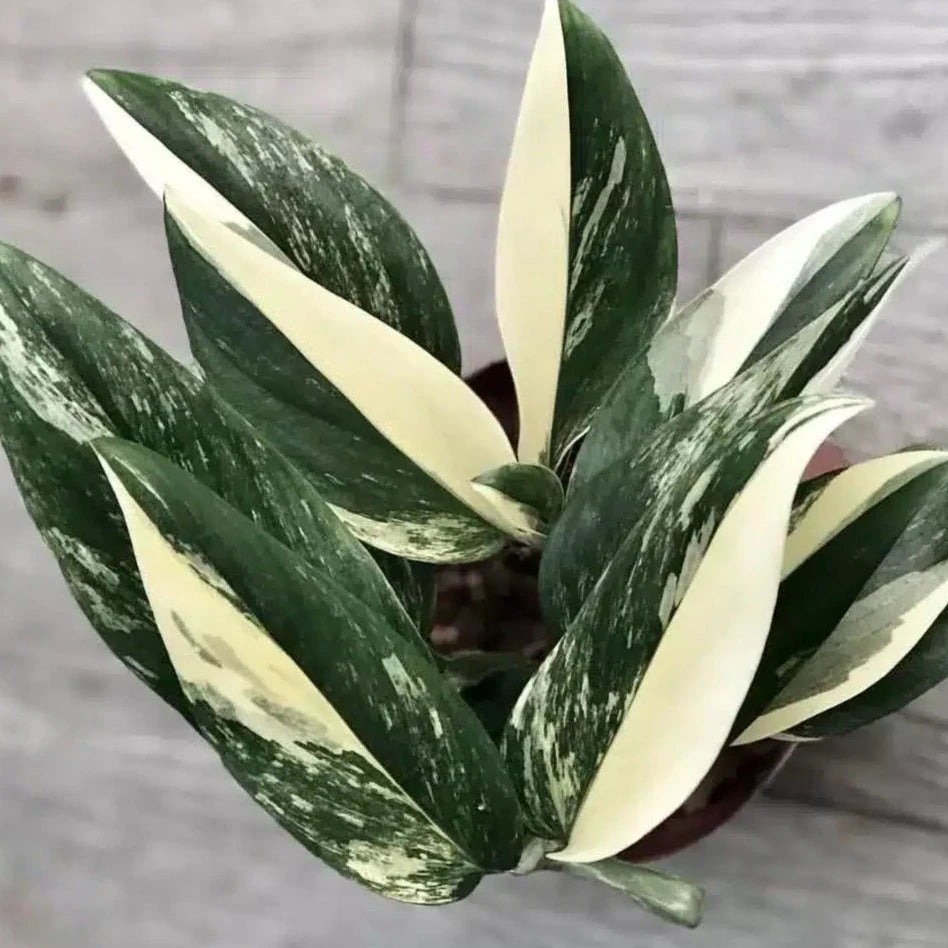 standleyana monstera Monstera standleyana 'albo variegata'