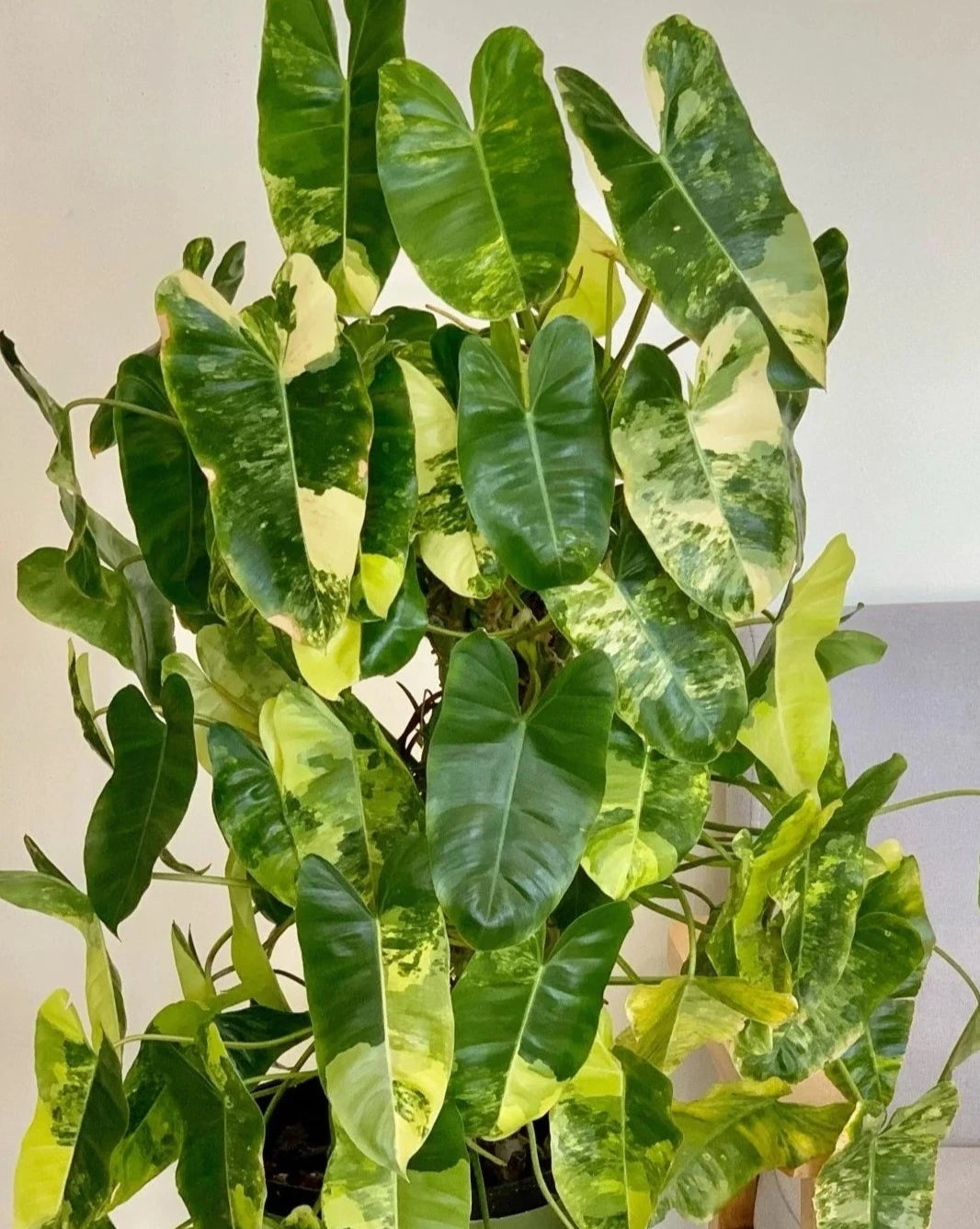 philodendron burle marx variegatation Philodendron 'Burle Marx' variegated