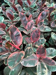 Rubber Plants or Rubber Trees