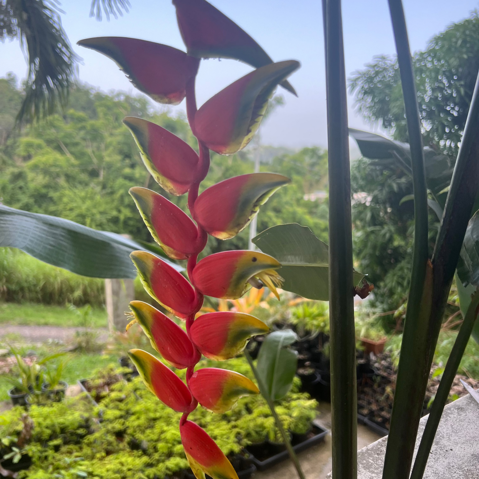 hanging heliconia plant Heliconia Hanging Lobster Claw