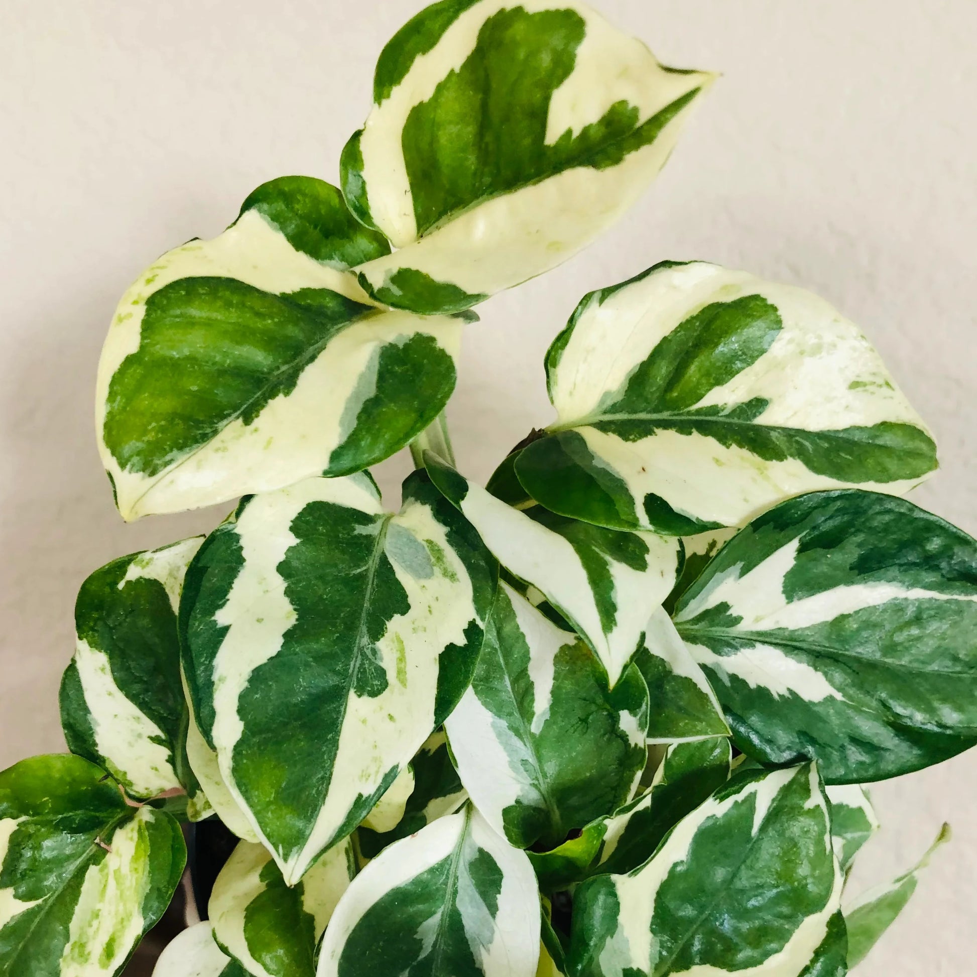 pothos n'joy scientific name Pothos N'Joy