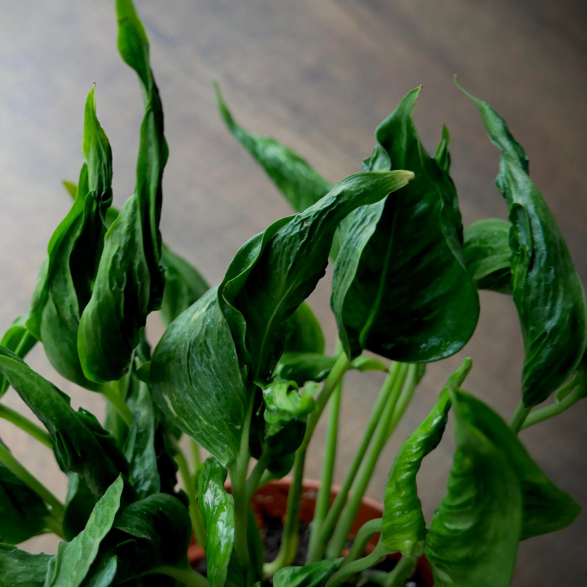 shangri la pothos for sale Pothos 'Shangri-La'