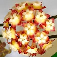 Hoya 'Chicken Farm'