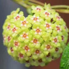 Hoya R83 Hoya UT 033 – Spilled Dirt Nursery