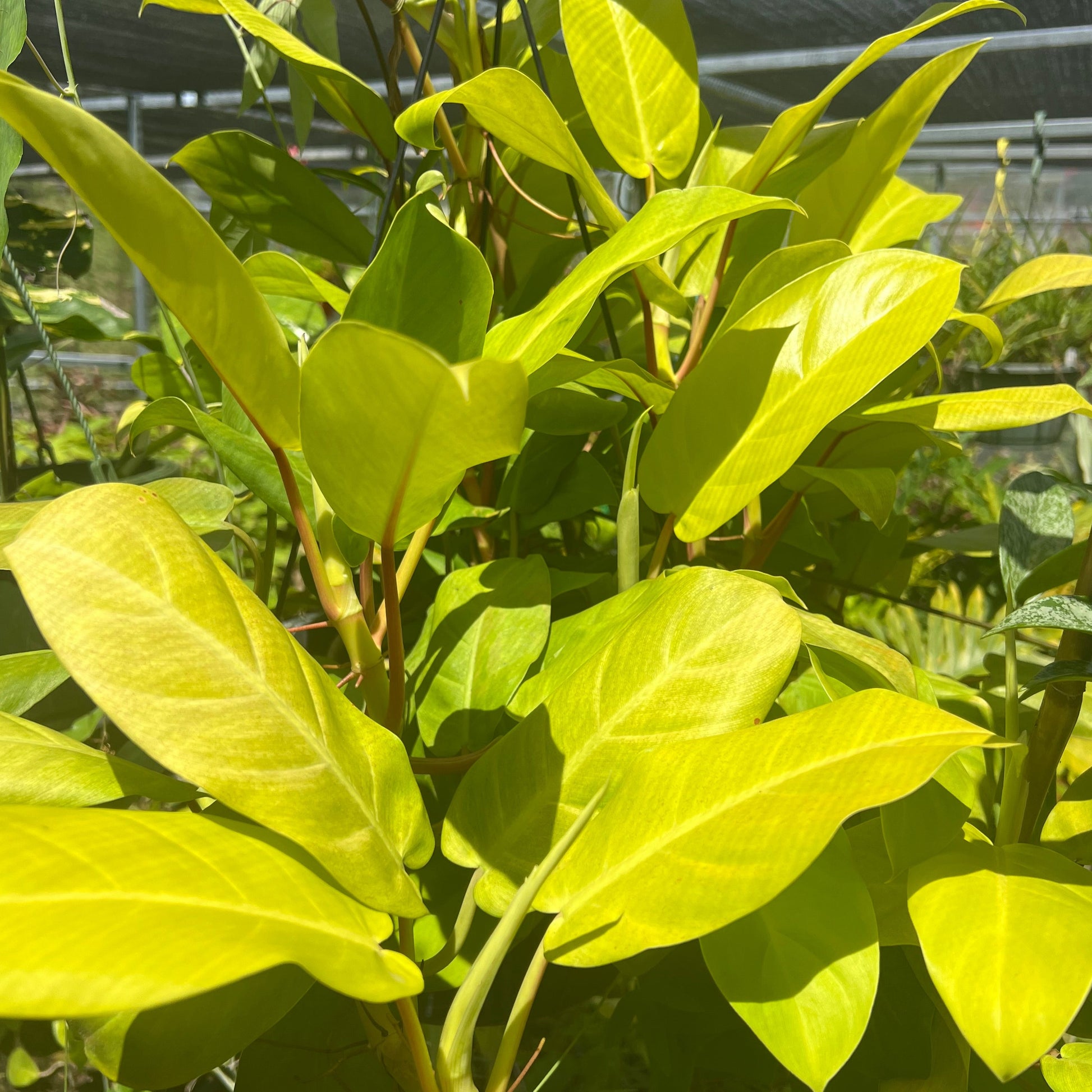 golden philodendron scientific name Philodendron 'Golden Goddess' or Philodendron 'Malay Gold' – Spilled Dirt Nursery