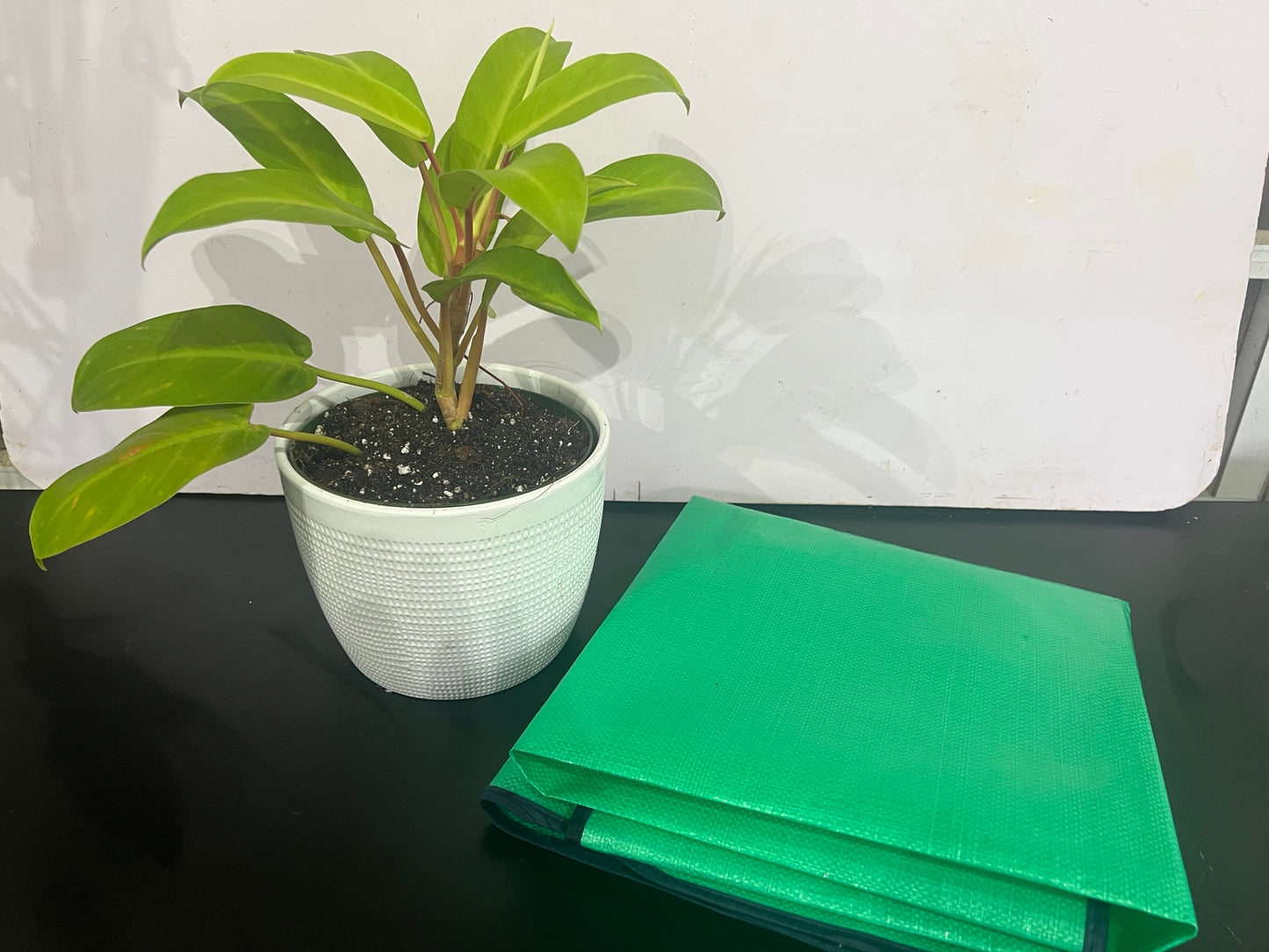 Repotting spill mat
