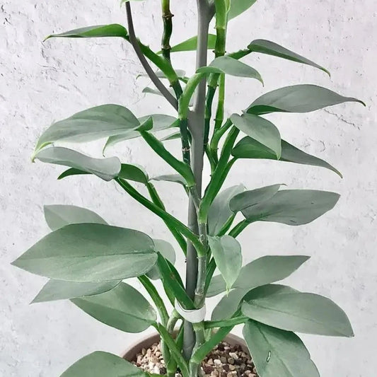 Philodendron 'Silver Sword'