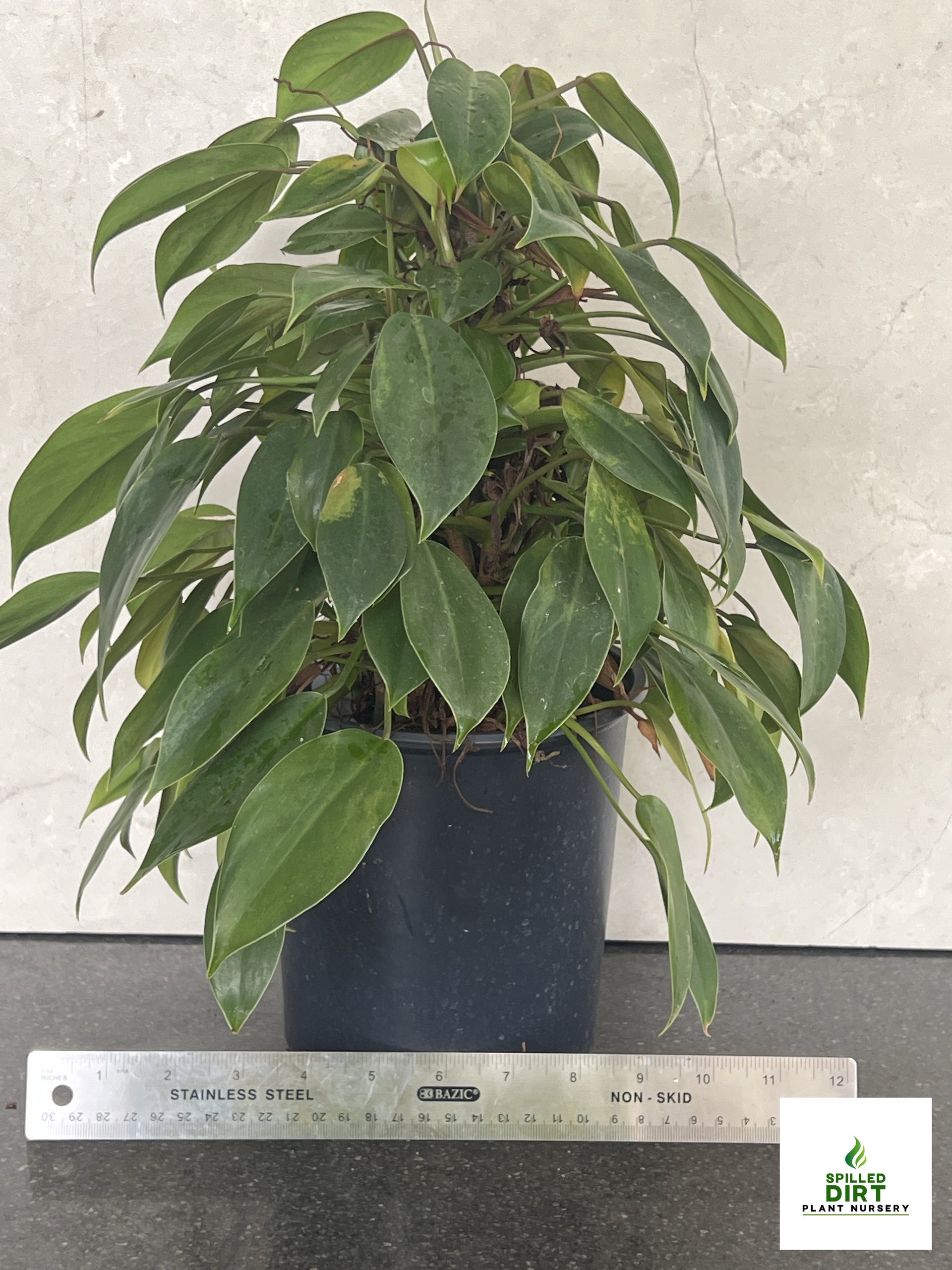 is the philodendron plant a house plant Philodendron "Lil Phil", "The Perfect House Plant" – Spilled Dirt Nursery