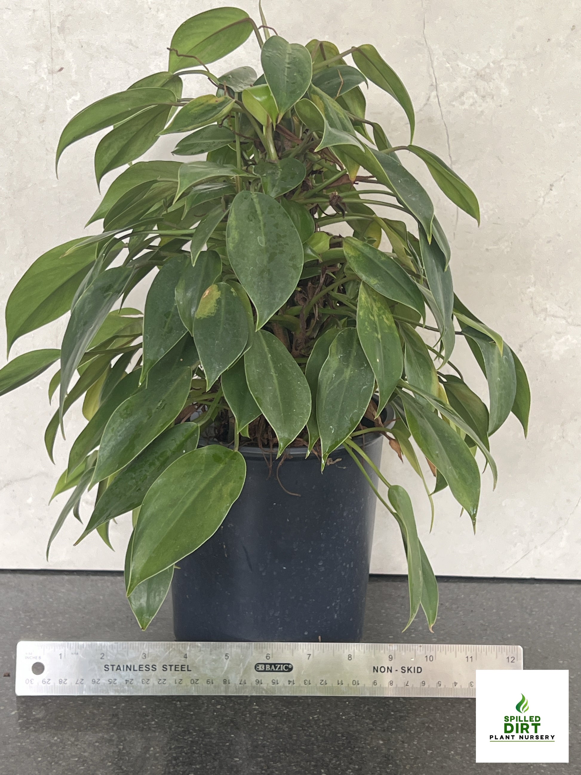 philodendron temptation plant Philodendron "Lil Phil", "The Perfect House Plant"