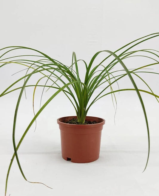 Ponytail Palm